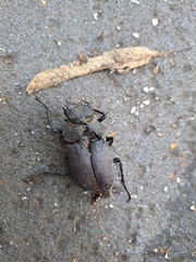 Lucanus cervus