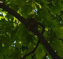 Turdus pilaris