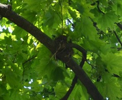Turdus pilaris