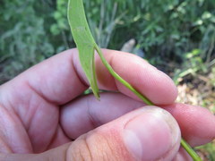 Sagittaria australis