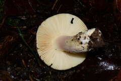Russula marangania