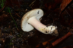 Russula marangania