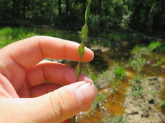 Hypericum denticulatum