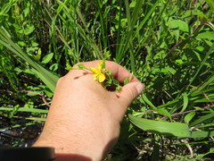 Hypericum denticulatum