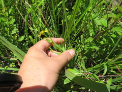 Hypericum denticulatum