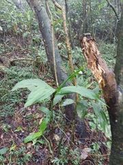 Cephalantheropsis obcordata