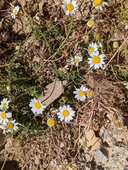 Anthemis chia