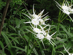 Hymenocallis choctawensis