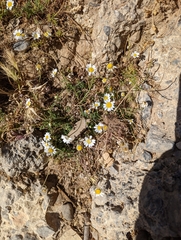 Anthemis chia