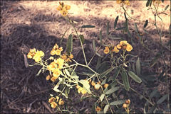 Senna pleurocarpa