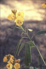 Senna pleurocarpa