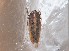 Amplicephalus osborni