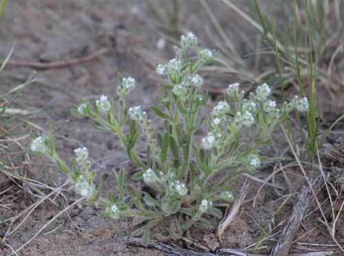 Cryptantha kelseyana