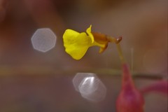 Utricularia bifida