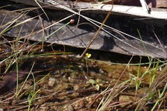 Utricularia bifida