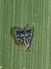 Bothriocera cognita