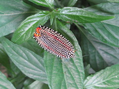 Cerace xanthocosma