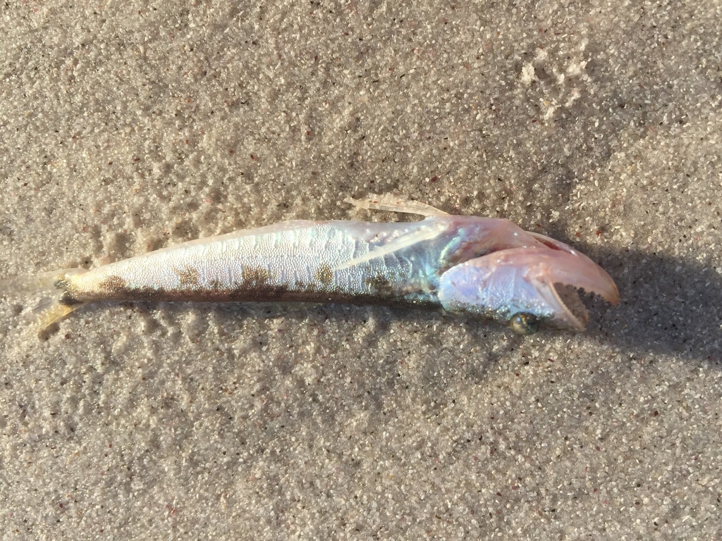 Gaper (Champsodon capensis) — Champsodontidae