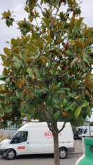 Magnolia grandiflora