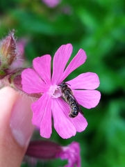 Chelostoma rapunculi