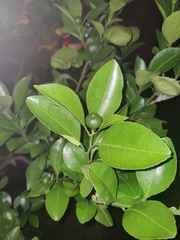 Citrus deliciosa