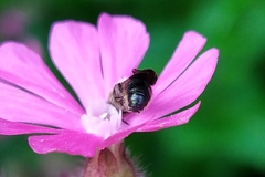 Chelostoma rapunculi