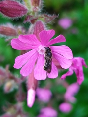 Chelostoma rapunculi