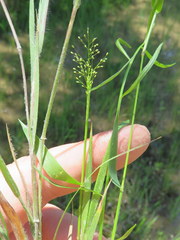 Dichanthelium wrightianum