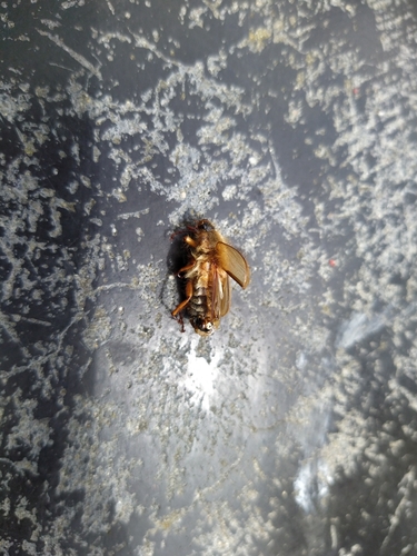 Summer Chafer, 6525 EC Nijmegen, Nederland, photo 9 of 10