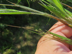 Dichanthelium consanguineum