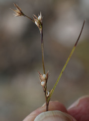 Scleria brownii