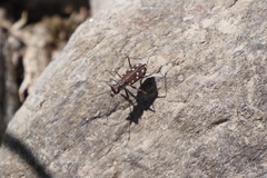 Cicindela sedecimpunctata