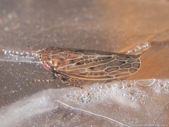 Amplicephalus osborni