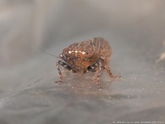 Amplicephalus osborni