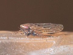 Amplicephalus osborni