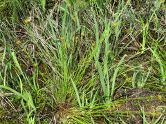 Rhynchospora gracilenta