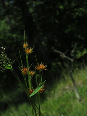 Rhynchospora gracilenta