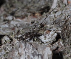 Acanthocinus griseus