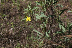 Hibbertia longifolia