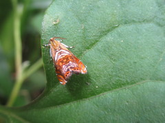 Charitographa mikadonis