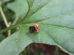 Charitographa mikadonis