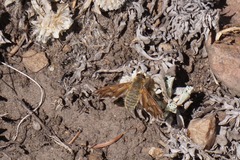 Poecilanthrax arethusa