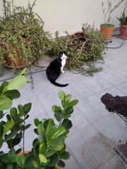 Felis catus
