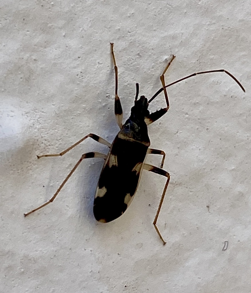 Noualhieria pieltaini