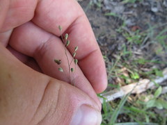 Dichanthelium consanguineum