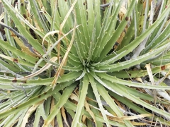 Hechtia glomerata