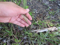 Dichanthelium consanguineum