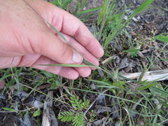 Dichanthelium consanguineum