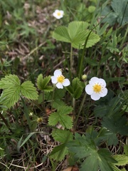 Fragaria orientalis