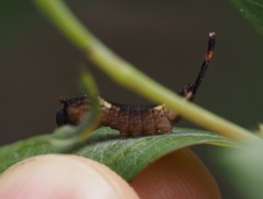 Cerura